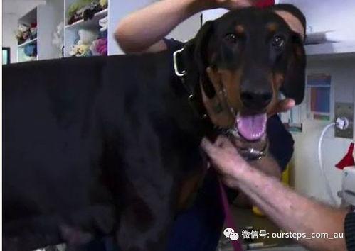 最新台湾狗崽爆料新闻报道,最新独家新闻揭秘